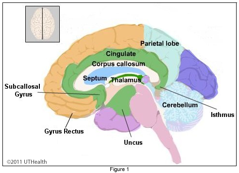 Neuroanatomy Online Lab 1 Overview Of The Nervous System Cerebral 