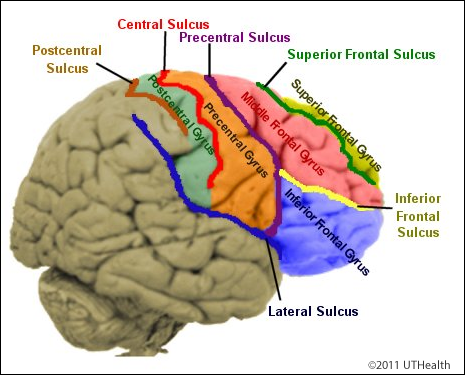 Neuroanatomy Online: Lab 1 - Overview of the Nervous System - Review of ...