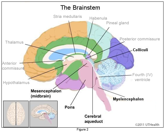 The Brainstem - Overview