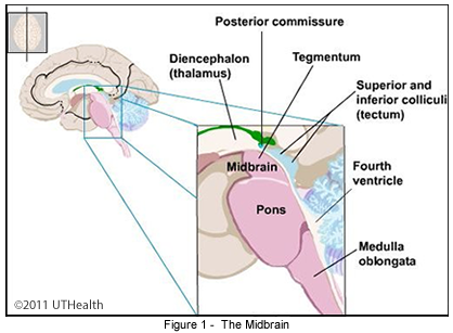 The Midbrain