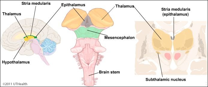 diencephalon anatomy