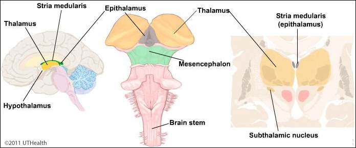 The Diencephalon