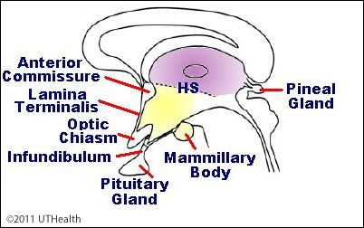 The Diencephalon