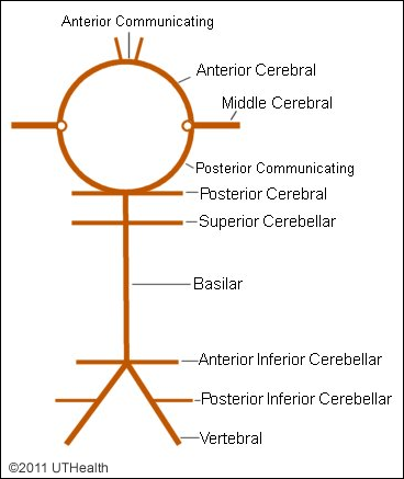 circle of willis lateral