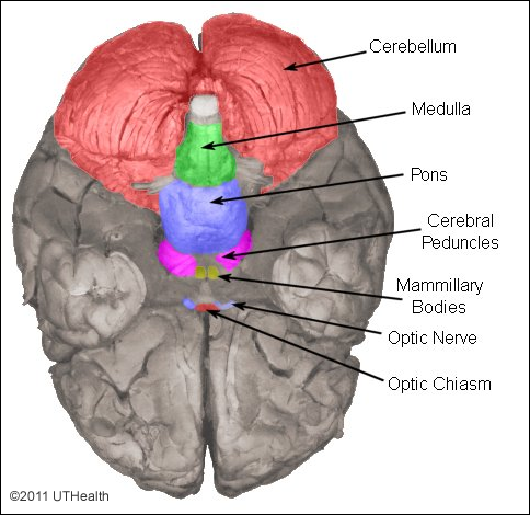 External Topology of the Brain Stem