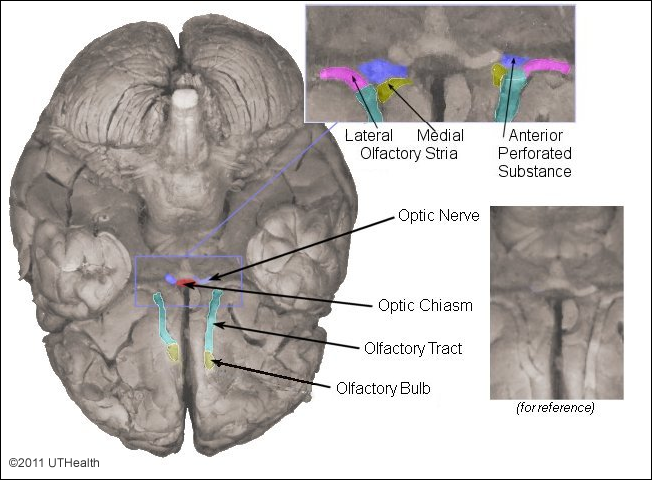Cranial Nerves of the Telencephalon and Diencephalon
