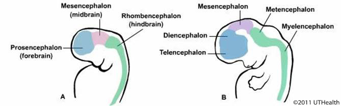 Figure 1. (Click to enlarge)  Schematic lateral view drawing of human embryo at the beginning of the 3rd (A) and 5th (B) week of gestation.