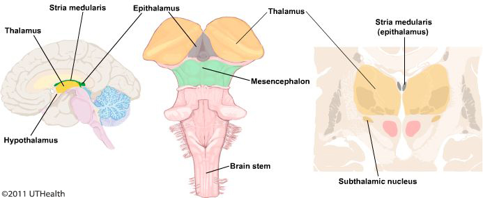 Figure 3. (Click to enlarge) Shows the main diencephalon nuclei.