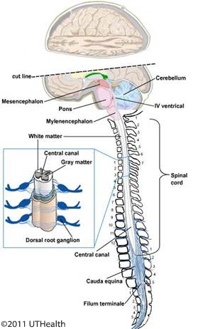 Figure 5. (Click to enlarge) Schematic lateral view of the metencephalon and a spinal cord section with ventral and dorsal root fibers, and dorsal root ganglions.