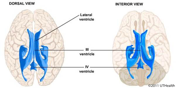 Figure 8. (Click to enlarge) Schematic drawing of six cortical lobes: Dorsal view (A), Lateral view (B), Mid-sagittal section showing the limbic lobe (in green) (C), and Horizontal section showing the insular cortex (D).