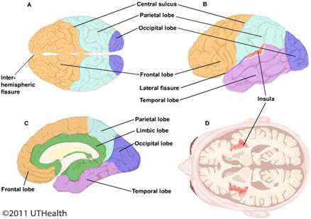 Figures 9A and 9B. (Click to enlarge) Lateral schematic drawing of the different cortices, sulci and gyri (A) and mid-sagittal drawing emphasizes the limbic lobe (in green) (B).