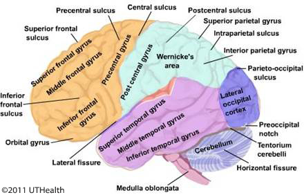 Figure 10. (Click to enlarge) The corpus callosum and its different parts.