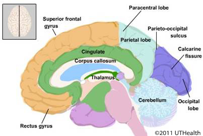 Figure 11. (Click to enlarge) Midsagittal drawing showing the main structures of the diencephalon.