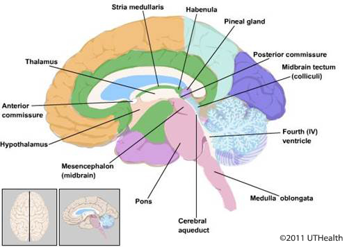 Figure 13. (Click to enlarge) Schematic drawing showing the main arterial blood supplies to the brain.