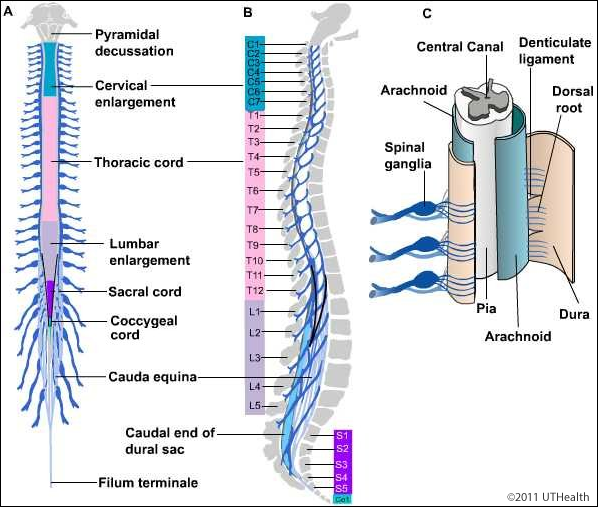 Neuroanatomy Online: Lab 2 (ƒ4) - External and Internal Anatomy of the  Spinal Cord - External Landmarks - External Diagram