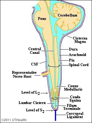 Neuro 360 week 1 - cisterns and meninges Flashcards