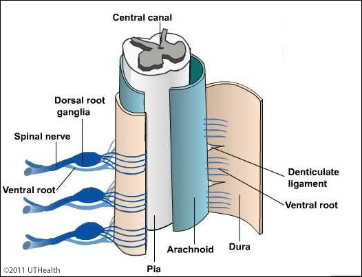 ventral epidural space