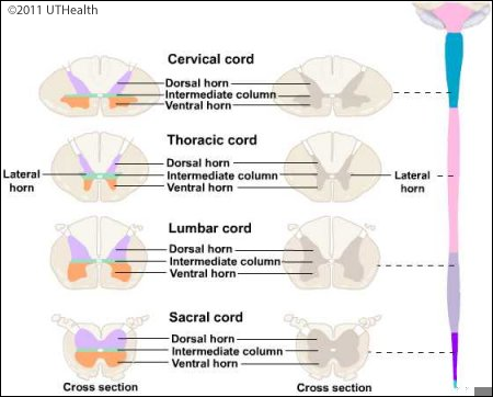 gray horns of spinal cord