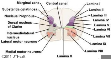 Microscopic Sections of Spinal Cord - Introduction