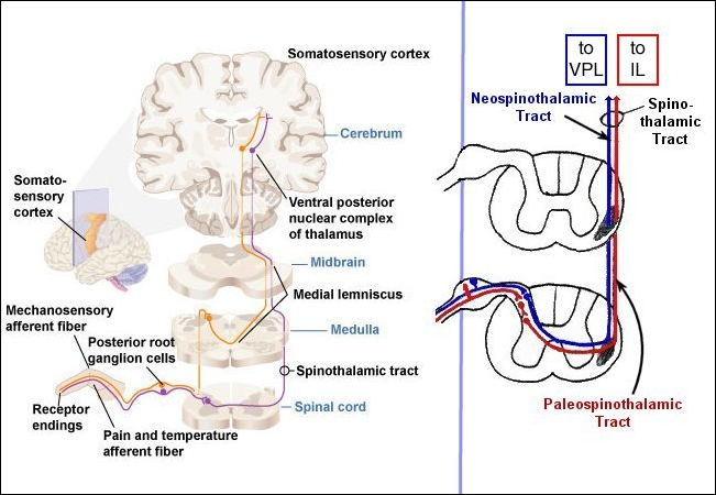 spinothalamic pathways