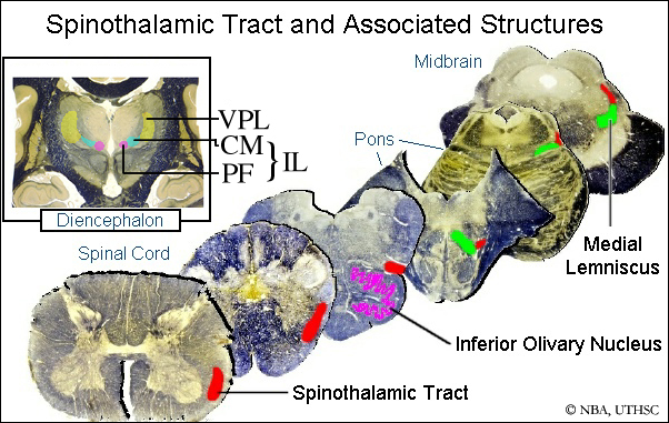 Medial Lemniscus Spinal Cord