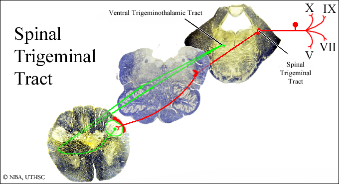 trigeminal nerve pathway