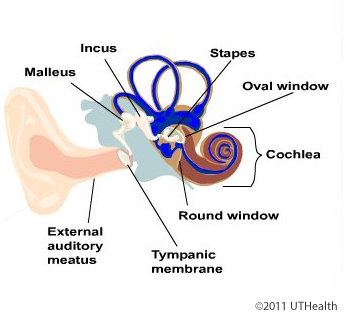 The Auditory System-Introduction