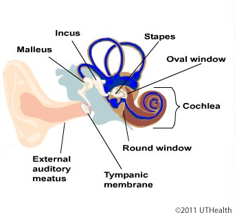 Malleus, incus and stapes are collectively known as the ear ossicles.