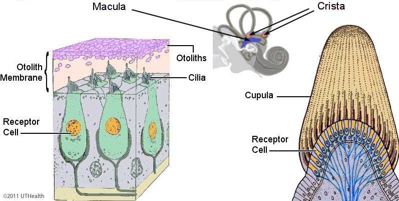 ampulla cupula