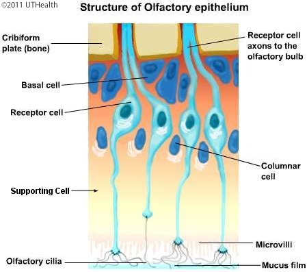 The Olfactory System - Introduction