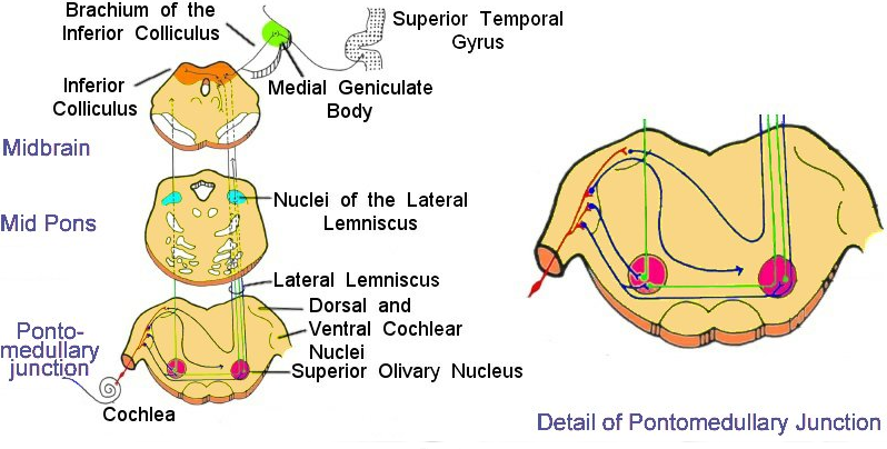 vestibular and auditory system