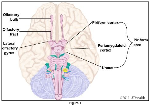 The Central Olfactory System