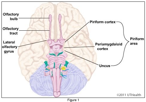 piriform cortex anatomy