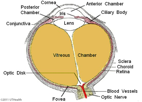 gebied oplichterij Springen Neuroanatomy Online: Lab 8 (ƒ7) - Visual System - Gross Anatomy of the Eye
