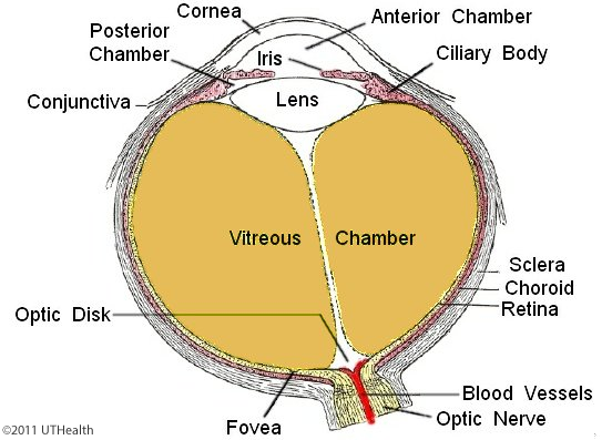 anterior eye anatomy diagram