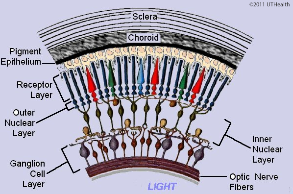 Layers of the Retina - Discovery Eye Foundation