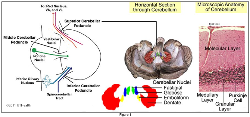 purkinje fibers cerebellum