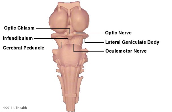 Gross Anatomy - Anterior Aspect