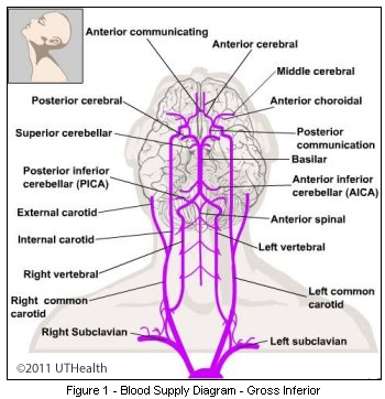 anterior choroidal artery supply