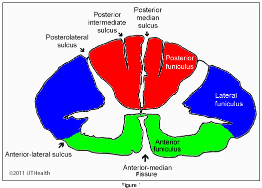 neurons within the brain and spinal cord