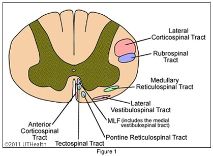 Review of Descending Spinal Cord Tracts