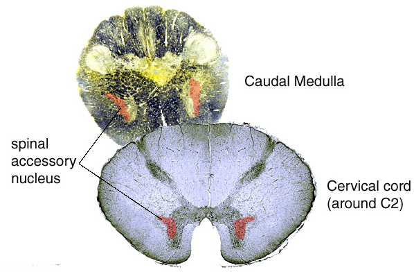 Cranial Nerve XI-Spinal Accessory Nerve