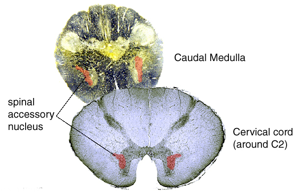 Lab 10 Cranial Nerve Nuclei And Brain Stem Circulation Points Of Images