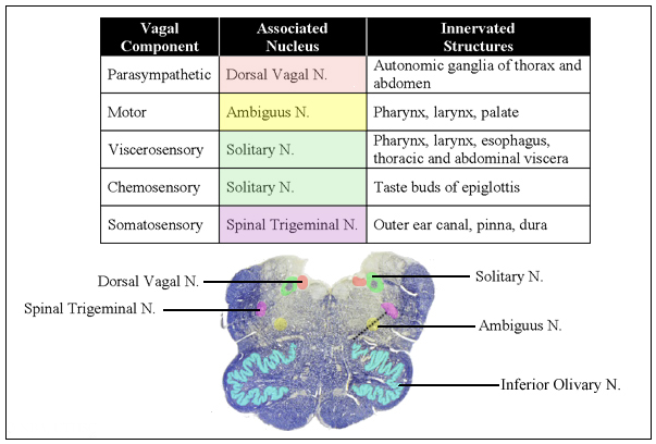 Cranial nerv X-Vagus nerv