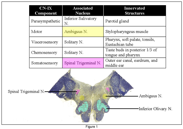 glossopharyngeal nerve brain