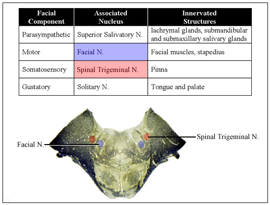 Cranial Nerve VII-Facial Nerve