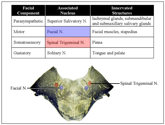 facial nerve brainstem