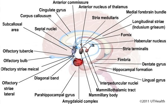 The Limbic System-Introduction