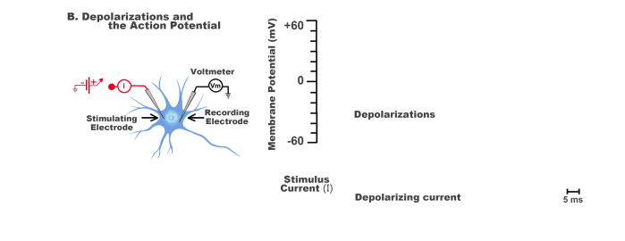 depolarization action potential