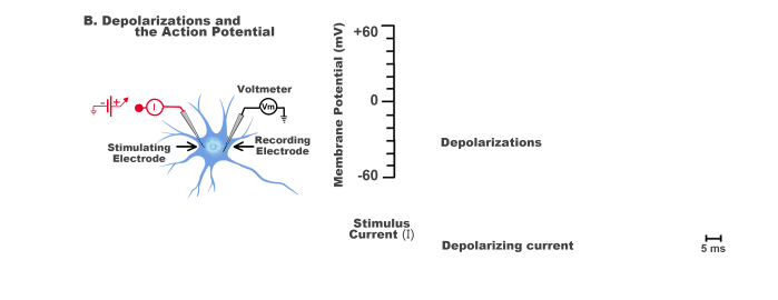 action potential neuron animation